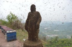 重庆小伙引46.8万只蜜蜂爬满全身
