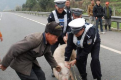猪圈坏了，它趁机溜了，半路被民警逮到