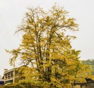 重庆千年银杏身“披”黄金甲 美不胜收