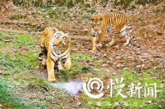 老虎不会飞 却能击落无人机