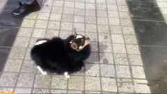 好洋气！狗主人为爱犬自制“貂皮大衣”