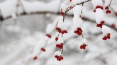 今天迎来大雪节气 饮食养生温补为主