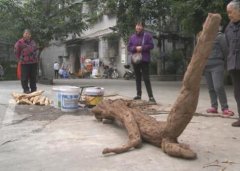 男子挖出3米长酷似龙型植物 原来是高级食材