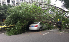 行道树突然倾倒 砸中路上正在行驶的轿车