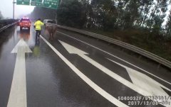 大水牛“逛”高速太危险 执法人员化身“牛倌”使劲撵
