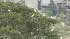 不走了！几百只白鹭天天“赖”在这里大吃“海鲜”