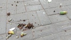 一盆仙人掌从天而降  花盆碎了一地