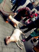 男子持火枪当街火喷羊只 人来人往被围观