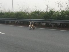 村民上高速追鹅 执法人员连忙制止