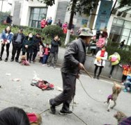 重庆街头的耍猴人 猴子满身是伤不做动作就被打