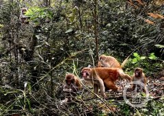 猕猴下山窝冬觅食 金佛山北坡公路现猴群
