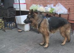 重庆一牧羊犬走失 在原地不吃不喝等主人