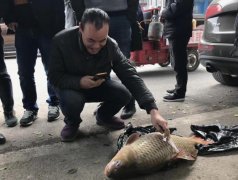 重庆市民长江中钓起罕见大鲤鱼 32斤卖了800元