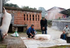 杀年猪吃刨汤 乡村年味渐浓