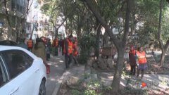 树木该砍还是留？小区居民起风波