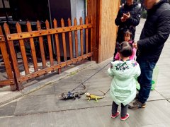 男子带娃遛蜥蜴 花纹酷炫每只价值过千元