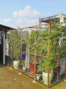 楼顶被人用铁丝网圈占养花  苦了楼下业主
