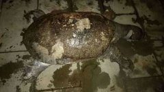 嘉陵江里捞起一只巨型鳖  重58.2斤