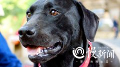 会加减乘除、识帅哥美女   忠县神犬真这么神？