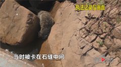 疑似经过搏斗 一只果子狸被卡在石缝里