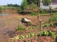 黑色轿车开进田中央  陷于泥潭里