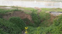 数百只崖沙燕筑巢滨江河岸 场面壮观