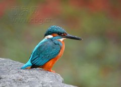 美！实拍翠鸟捕鱼瞬间