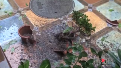 两个花盆从天降  底楼业主胆战心惊