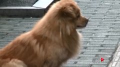 5岁女童被流浪狗死死咬住