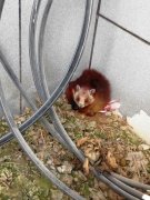 飞鼠萌宠“天降” 小区引围观