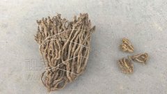 石柱种出黄连王  单个重量达7两