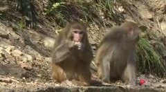 春意山暖猴逍遥 充饥觅食全“靠脸”