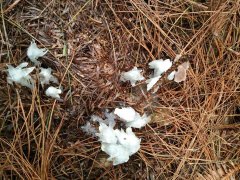 神幻植物惊现重庆  有人叫它“冥界之花”