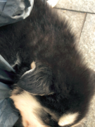 刚买的哈士奇就生病   卖家这样回应