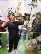 重庆举行首届盆景现场制作大赛
