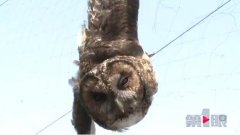 捕鸟网困住猫头鹰 记者爬房顶将其救下