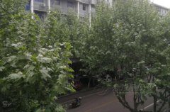 行道树上的悬铃木果随风掉落  有人“中弹”