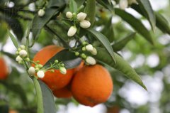 花已开果还在   荣昌这个地方花果同树好美丽