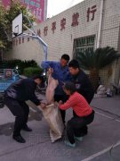 “二师兄”漫步高速路 民警将其“送”回家