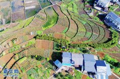 重庆万盛800余亩梯田孕育春苗 壮美如画