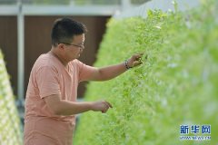 气雾栽培见过没？ “西部菜都”潼南在“工厂”里种菜