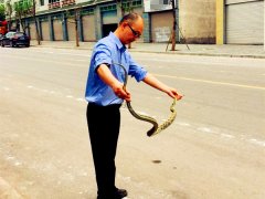 长蛇敬老院门口蜿蜒盘绕 吓得老人不敢回家