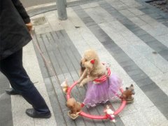 男子遛狗遛出新花样  网友：连狗都有座驾了