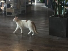 好惬意！“喵星人”办公室内做早操