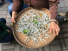 蚕子也能当宠物养？女子街头卖蚕引围观