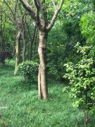 大树形状奇特  神似人掌与人腿的结合