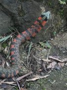 户外看到这种蛇  路人表示前所未见