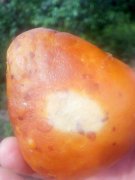 市民在鸡肚中发现“异物”   形状似土豆