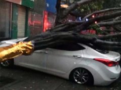 大树连根拔起倒向地面  轿车被砸爆胎