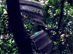 行道树上现两块铁皮 摇摇欲坠很危险